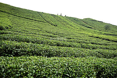 茶園茶葉風景圖片-茶園茶葉風景背景圖-茶園茶葉風景背景圖片-茶園茶葉風景